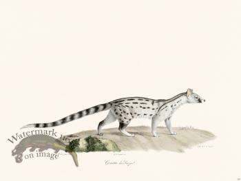 Cuvier 189 Genet of Senegal